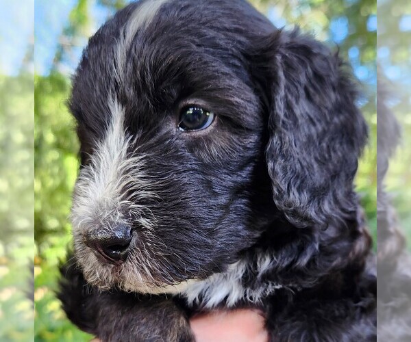 Medium Photo #6 F2 Aussiedoodle Puppy For Sale in COLUMBIA, TN, USA