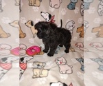 Small #3 Yorkshire Terrier