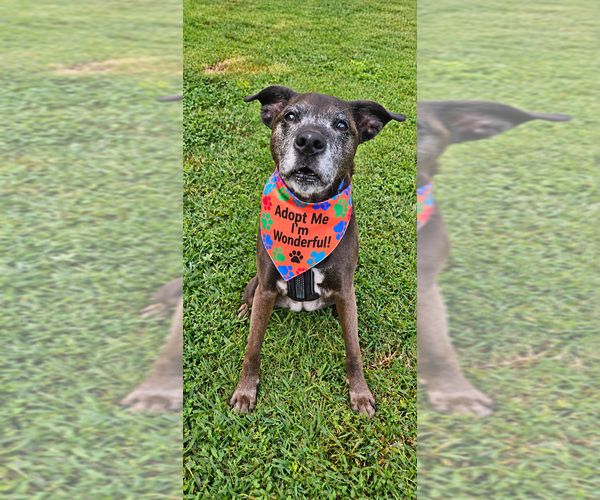 Medium Photo #24 Plott Hound-Unknown Mix Puppy For Sale in Mooresville, NC, USA