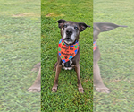 Small Photo #24 Plott Hound-Unknown Mix Puppy For Sale in Mooresville, NC, USA