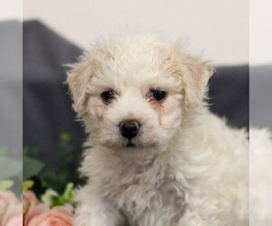 Bichon Frise Puppy for sale in ANNVILLE, PA, USA