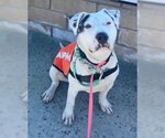 Small #2 American Pit Bull Terrier Mix