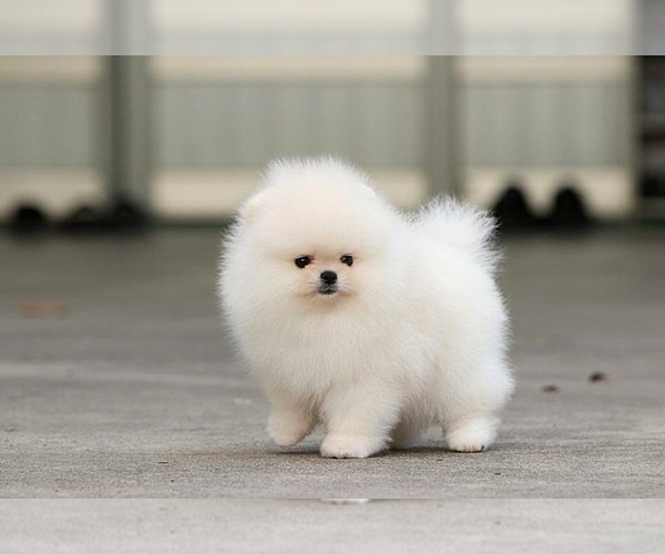 Medium Photo #2 Pomeranian Puppy For Sale in CINCINNATI, OH, USA