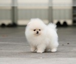 Small Photo #2 Pomeranian Puppy For Sale in CINCINNATI, OH, USA