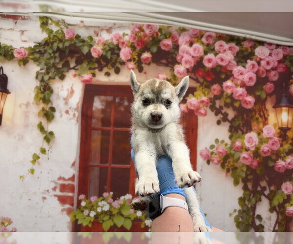 Medium Photo #1 Mutt Puppy For Sale in San Bernardino, CA, USA
