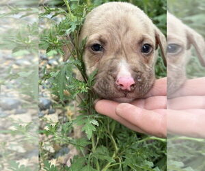American Bandogge mastiff Dogs for adoption in Brewster, NY, USA