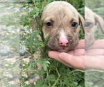 Small American Bandogge mastiff