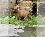 Small Photo #10 Belgian Malinois Puppy For Sale in LOS ANGELES, CA, USA