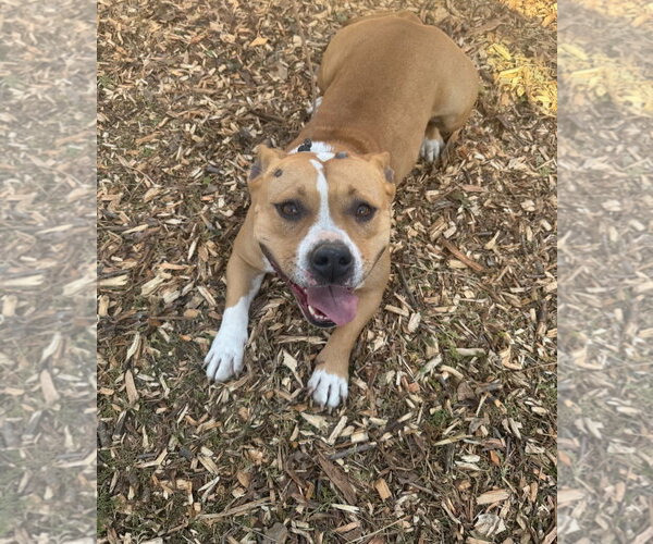 Medium Photo #2 Staffordshire Bull Terrier-Unknown Mix Puppy For Sale in Woodland Hills, CA, USA