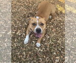 Small #1 Staffordshire Bull Terrier Mix
