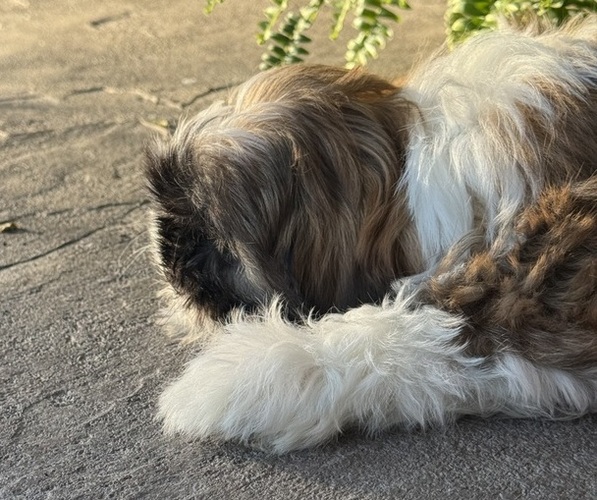Medium Photo #5 Shih Tzu Puppy For Sale in CANOGA, NY, USA