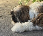 Small #4 Shih Tzu
