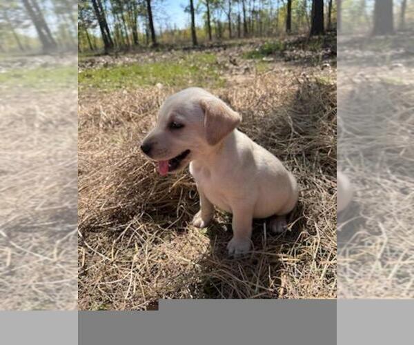 Medium Photo #19 Labrador Retriever Puppy For Sale in BONAIRE, GA, USA