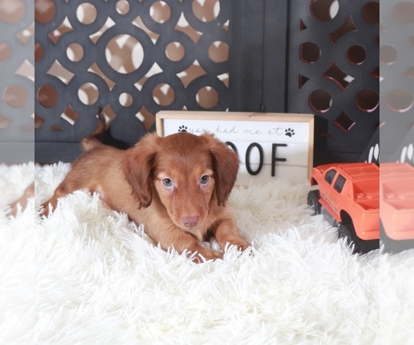 Medium Photo #5 Dachshund Puppy For Sale in MOUNT VERNON, OH, USA