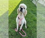 Small #10 Labradoodle