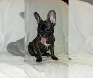 French Bulldog Puppy for sale in BROOKLYN, NY, USA