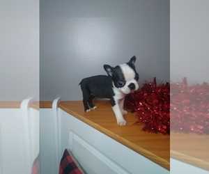 Boston Terrier Puppy for sale in INDIANAPOLIS, IN, USA