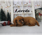 Small #17 Cavalier King Charles Spaniel