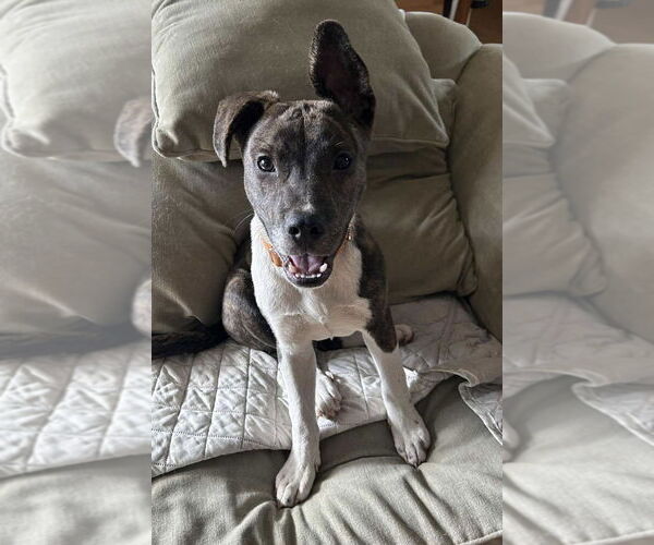 Medium Photo #8 Mountain Cur-Unknown Mix Puppy For Sale in Alexander, AR, USA