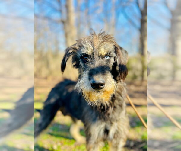 Medium Photo #6 Aussiedoodle Puppy For Sale in Pacolet, SC, USA
