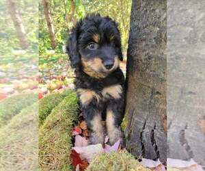 Aussiedoodle Miniature  Puppy for sale in PLACERVILLE, CA, USA