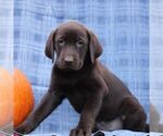 Small #3 Labrador Retriever