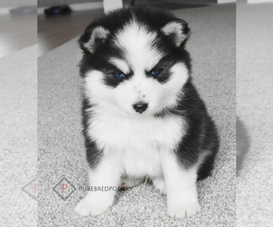 Pomsky Puppy for sale in KANSAS CITY, MO, USA