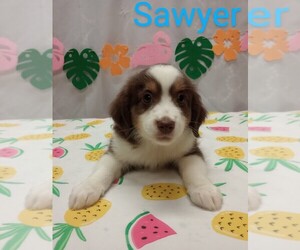 Miniature Australian Shepherd Puppy for sale in CAMPBELL, MN, USA