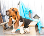 Small Photo #12 Basset Hound Puppy For Sale in WAKARUSA, IN, USA