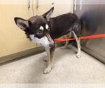 Small Siberian Husky Mix