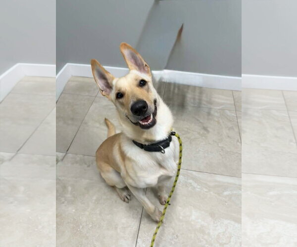 Medium Photo #2 German Shepherd Dog-Unknown Mix Puppy For Sale in Plantation, FL, USA