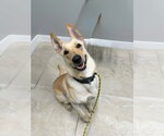 Small #1 German Shepherd Dog Mix