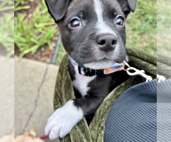 Medium Photo #3 American Staffordshire Terrier-Unknown Mix Puppy For Sale in San Juan Capistrano, CA, USA