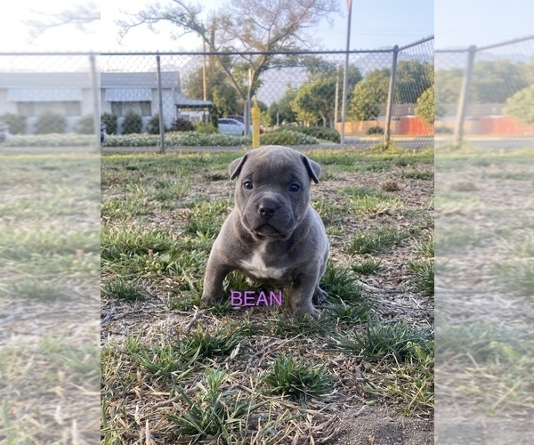 Medium Photo #9 American Bully Puppy For Sale in UPLAND, CA, USA