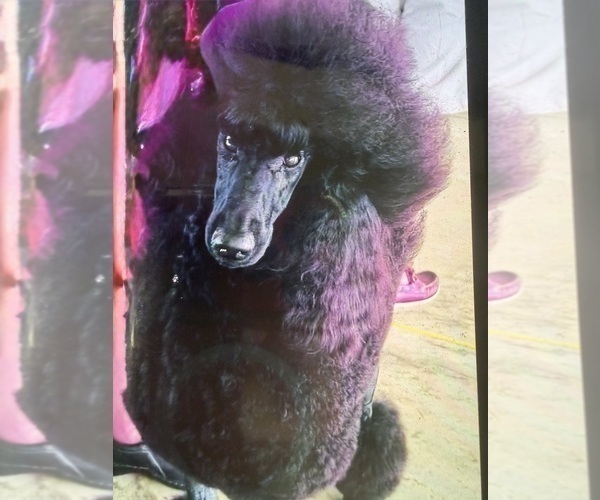 Medium Photo #1 Poodle (Standard) Puppy For Sale in OKEECHOBEE, FL, USA