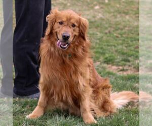 Father of the Golden Retriever puppies born on 05/05/2025