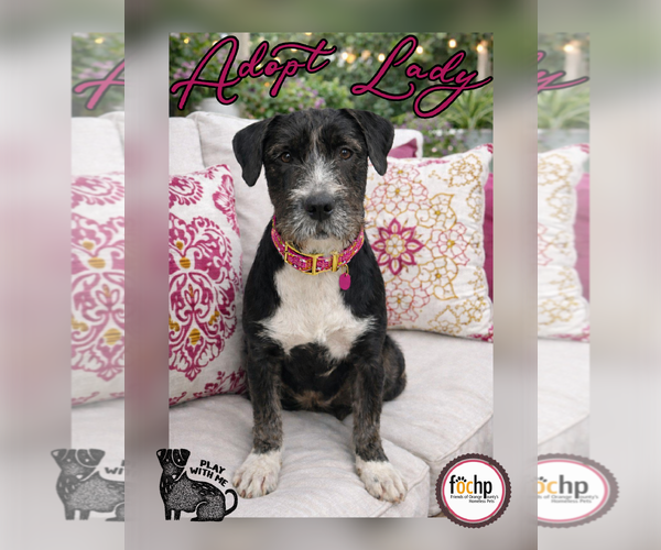 Medium Photo #2 Border Collie Puppy For Sale in Menifee, CA, USA