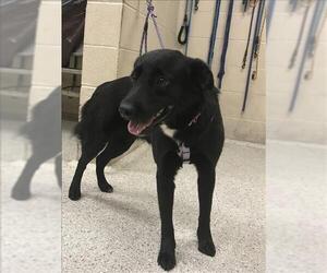 Labrador Retriever-Unknown Mix Dogs for adoption in Conroe, TX, USA