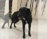 Small Labrador Retriever Mix