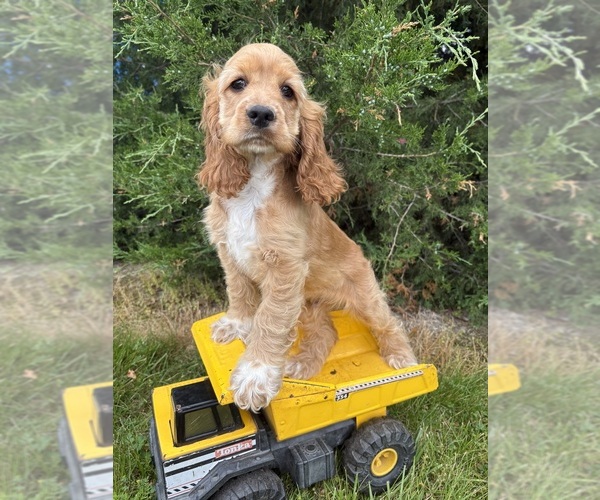 Medium Photo #2 Cocker Spaniel Puppy For Sale in MIDDLEBURY, IN, USA