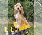 Small #1 Cocker Spaniel