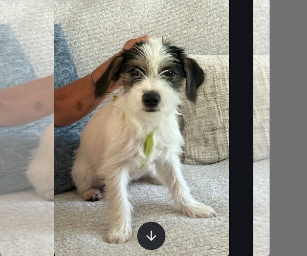 Medium Photo #2 Maltese-Unknown Mix Puppy For Sale in Westminster, MD, USA