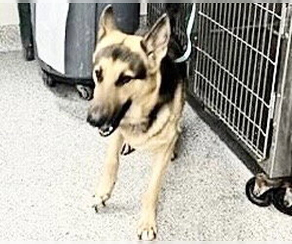 Medium Photo #1 German Shepherd Dog Puppy For Sale in Houston, TX, USA