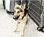 Small German Shepherd Dog