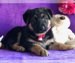 Small Photo #5 German Shepherd Dog Puppy For Sale in CLAY, PA, USA