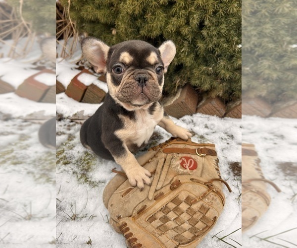 Medium Photo #6 French Bulldog Puppy For Sale in MIDDLEBURY, IN, USA
