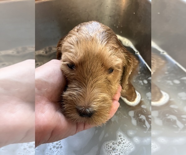 Medium Photo #15 Labradoodle Puppy For Sale in MIFFLINBURG, PA, USA