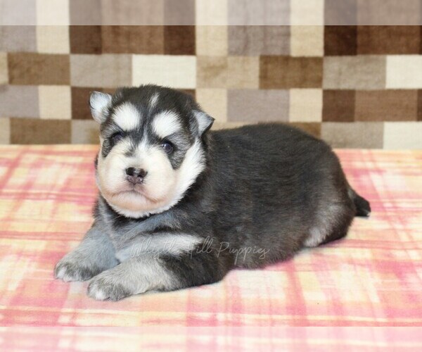 Medium Photo #3 Pomsky Puppy For Sale in DENVER, PA, USA