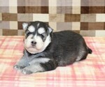 Max - Male Pomsky Puppy for Sale - Photo #3