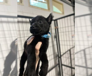 Mutt Dogs for adoption in Imlay City, MI, USA